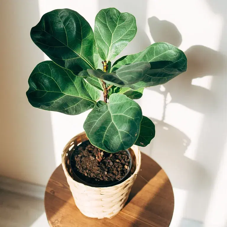 Fiolfikus – fakta och skötselråd 