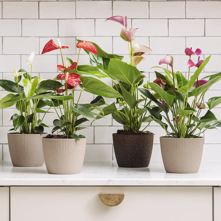 Rosenkalla – fakta och skötselråd 