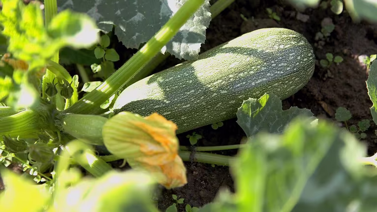 Squash – odla din egen 