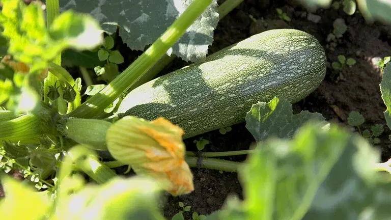 Squash – odla din egen 