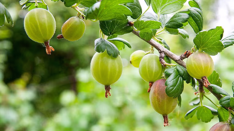 Krusbär – odla dina egna 