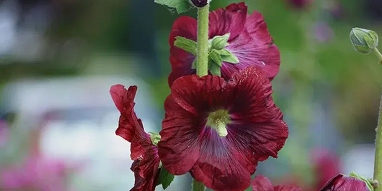 Stockros – plantering och skötsel 