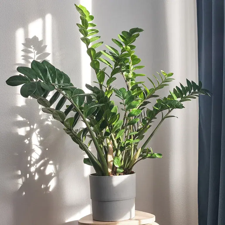 Garderobsblomma – fakta och skötselråd