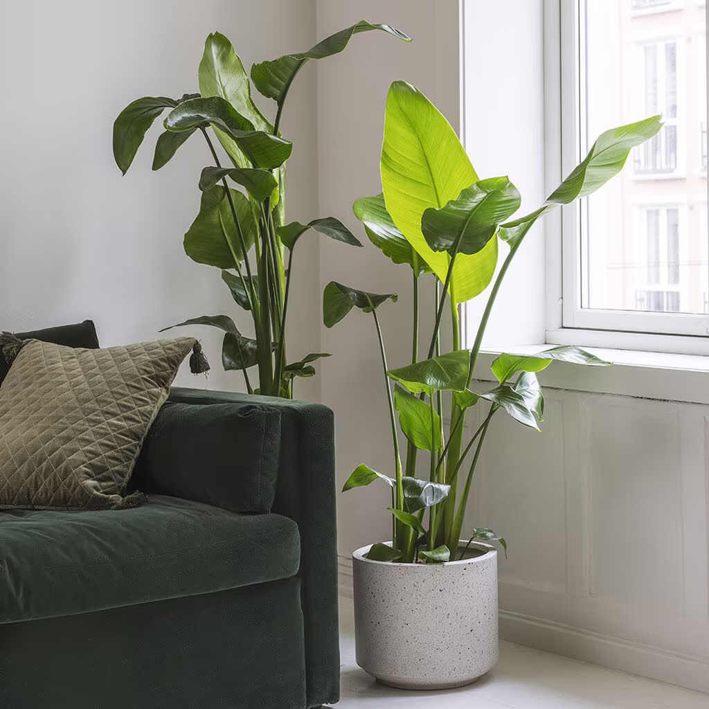 Strelitzia - facts and advice on care