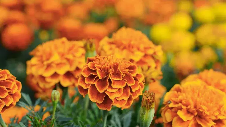 Tagetes – plantering och skötsel 