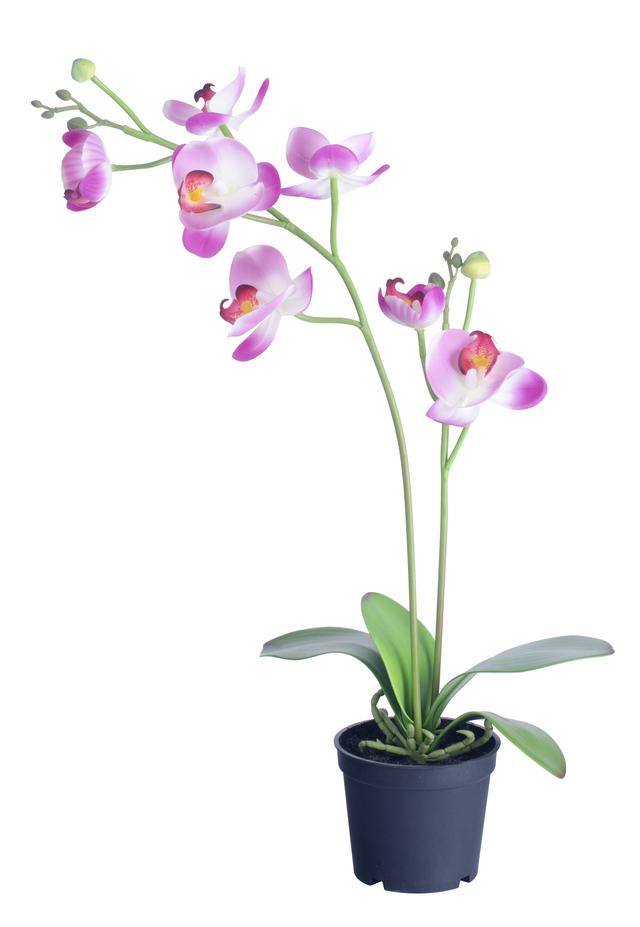 Konstgjorda blomstrandeväxter