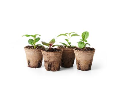 Cuttings