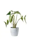 Other green plants