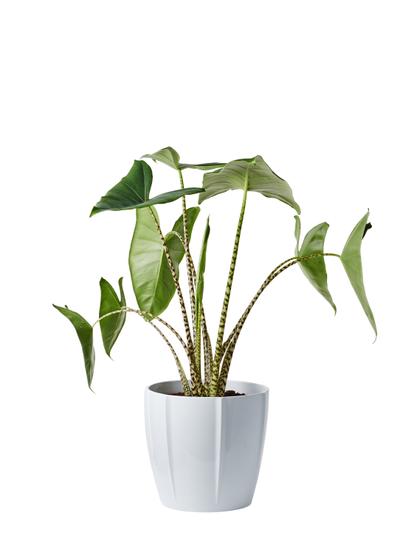 Other green plants