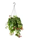 Hanging plants