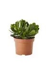 Succulents and cacti