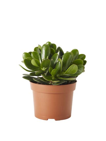 Succulents and cacti