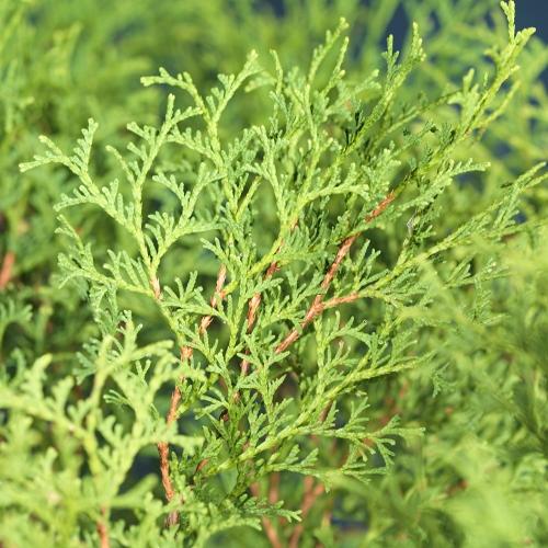Thuja