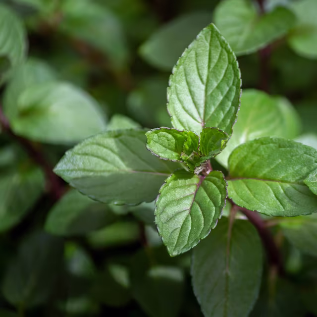 Herbs