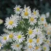 Flowering