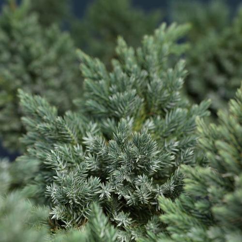 Juniper