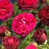 Rosor