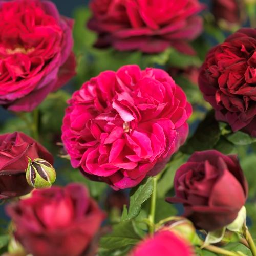 Shrub rose
