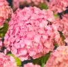 Hydrangea