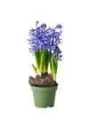 Blomsterlök i kruka