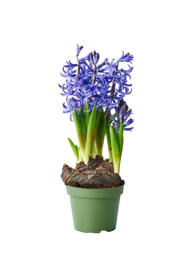 Blomsterlök i kruka