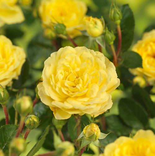 Stock rose