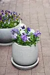 Spring flowers