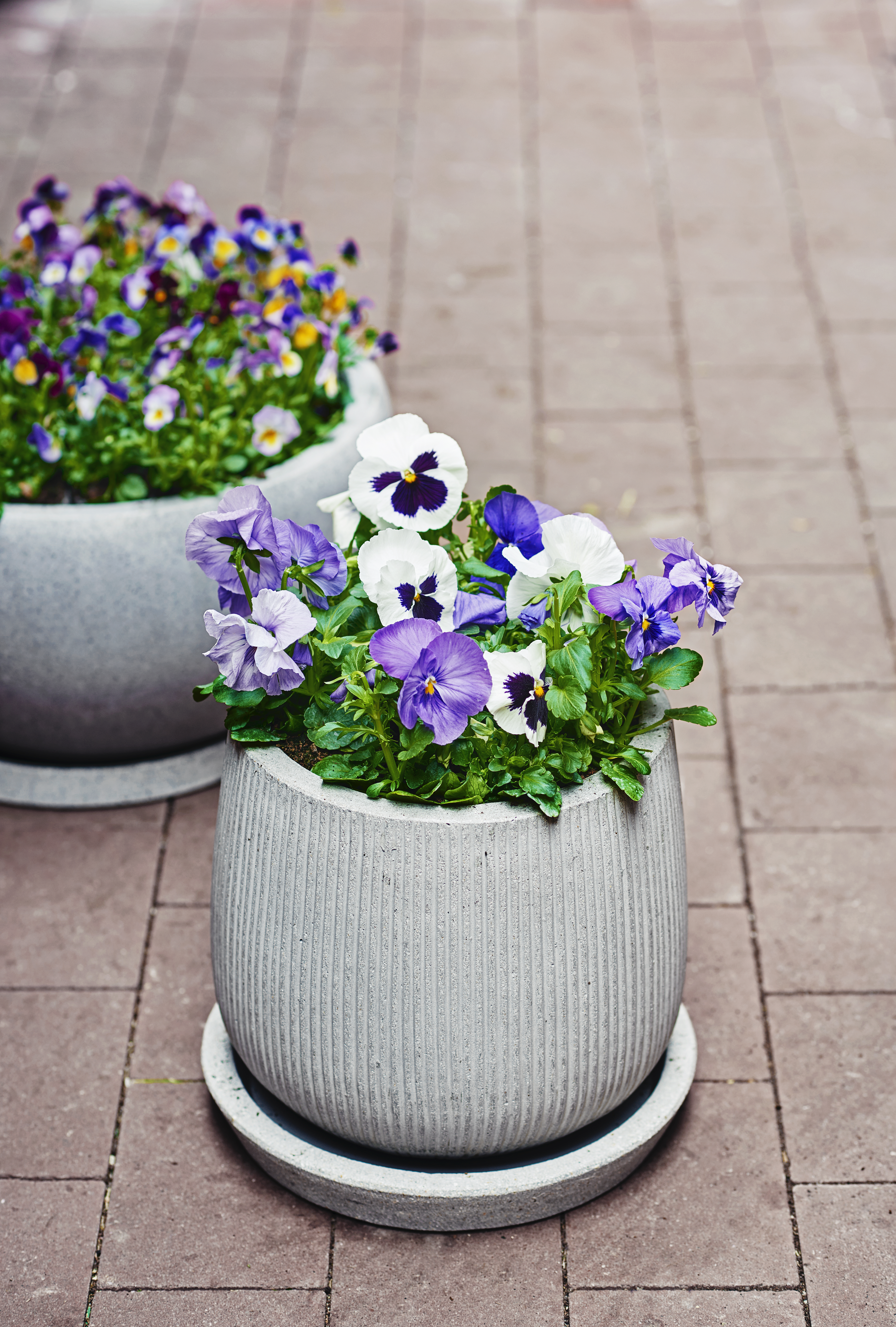 Spring flowers