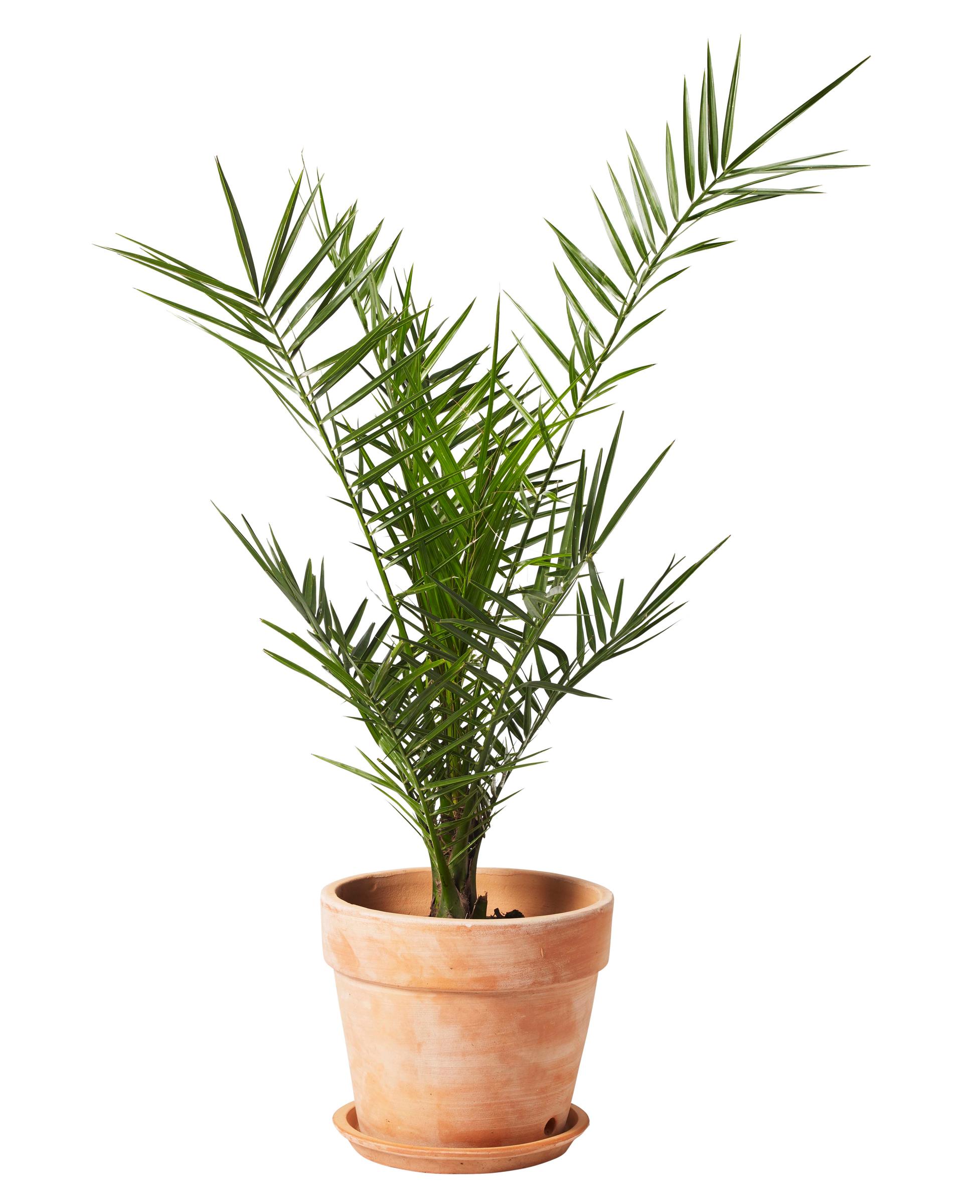 Other mediterranean plants