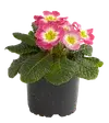 Primula