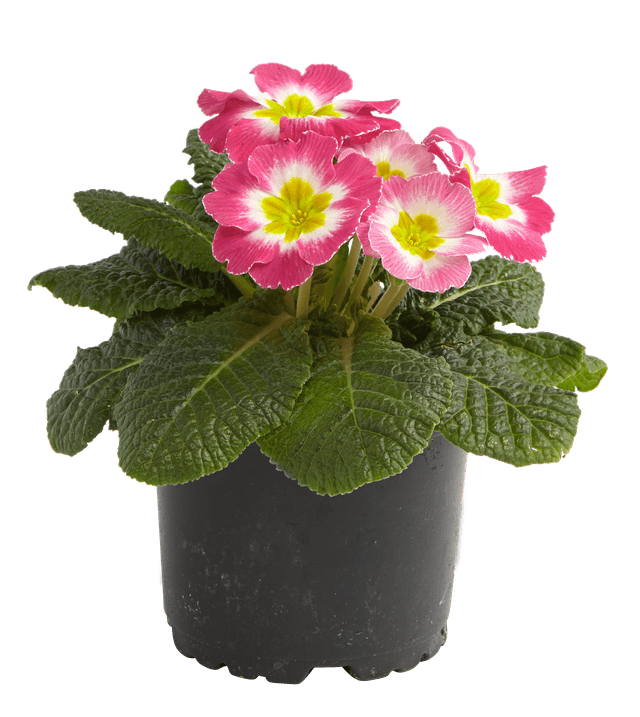 Blommande växter