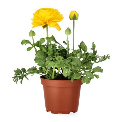 Övriga påskblommor