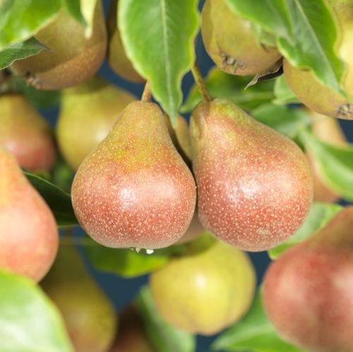 Pear