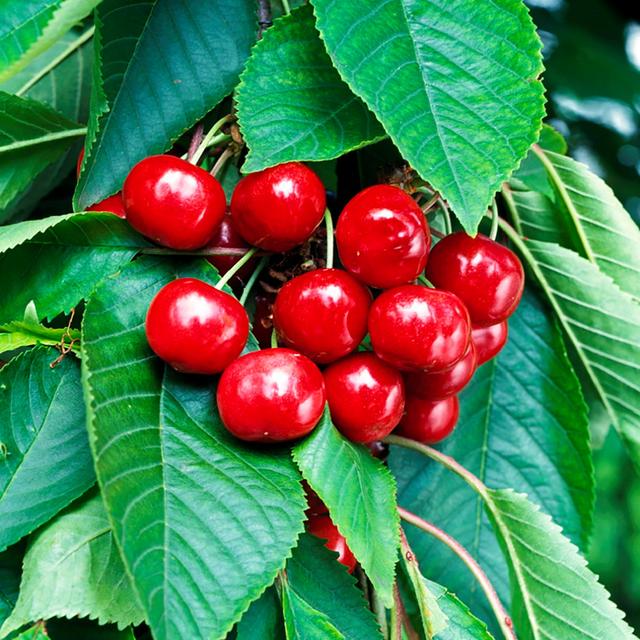 Cherry