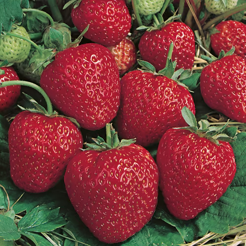 Strawberries