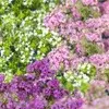 Herbs