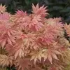 Japanese trees