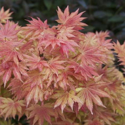 Japanese trees