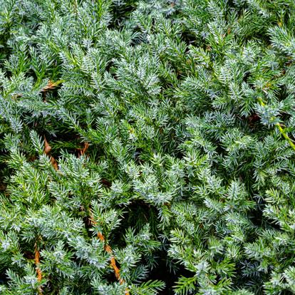 Conifers