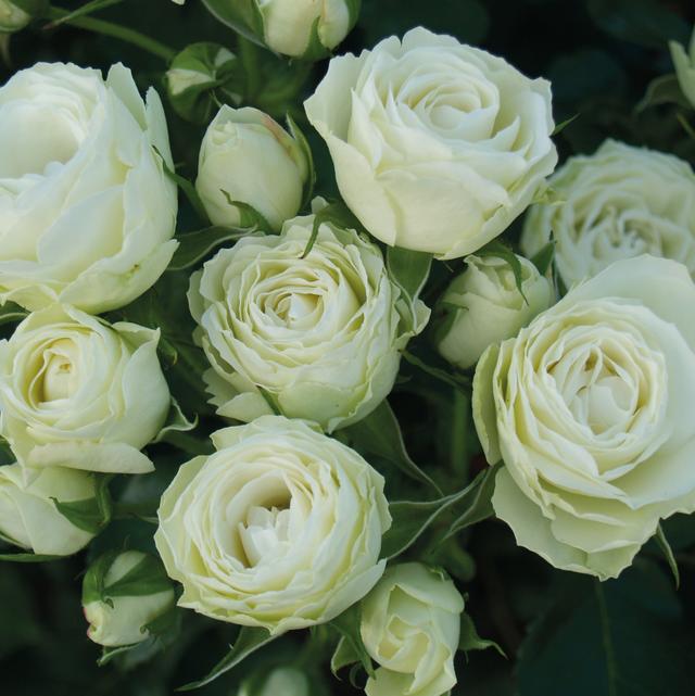 Terrace rose