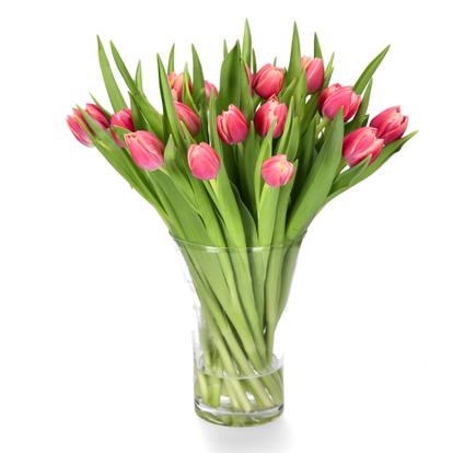 Tulips
