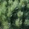 Pine