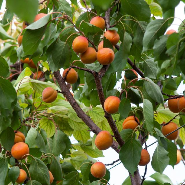 Other fruit trees