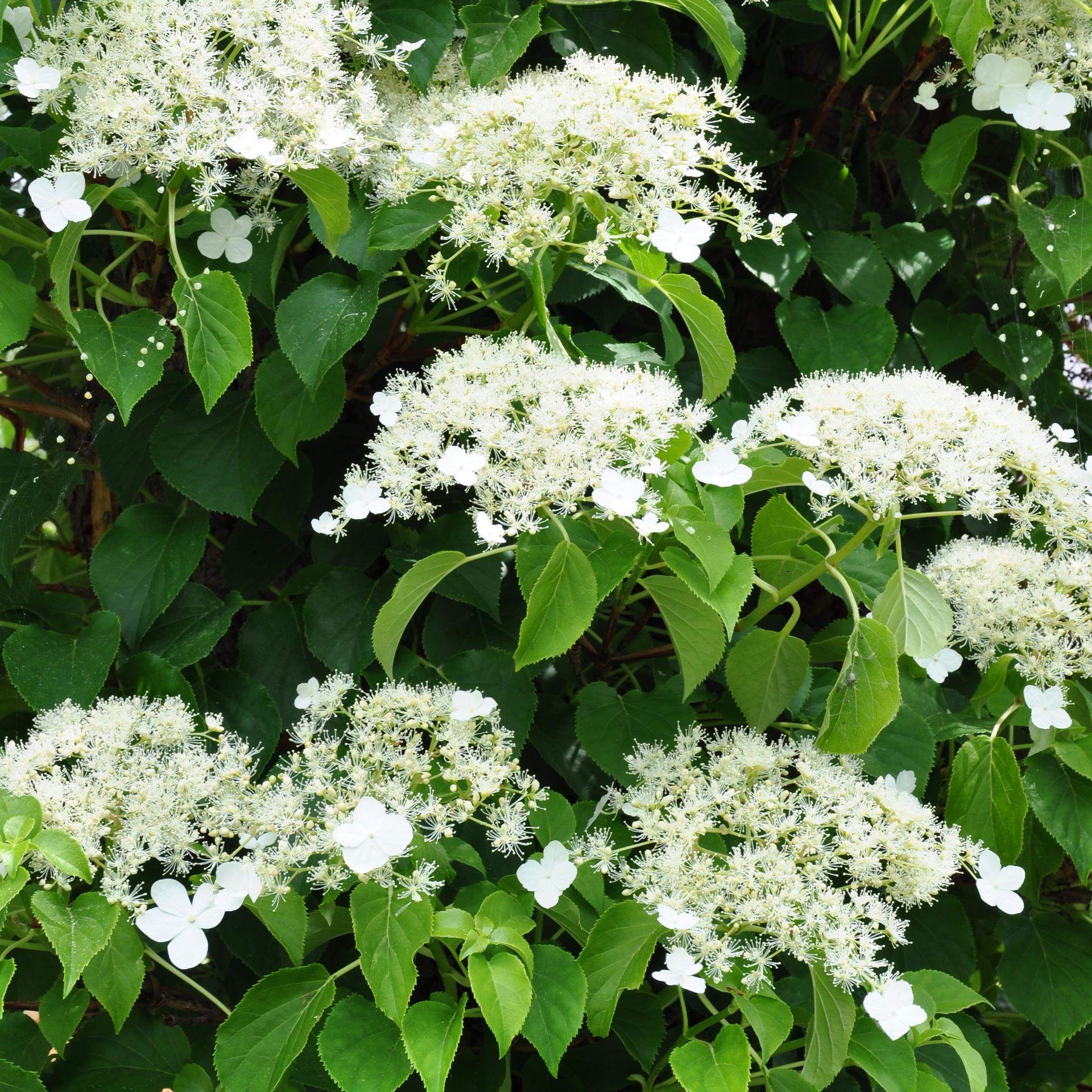 Other climbing plants