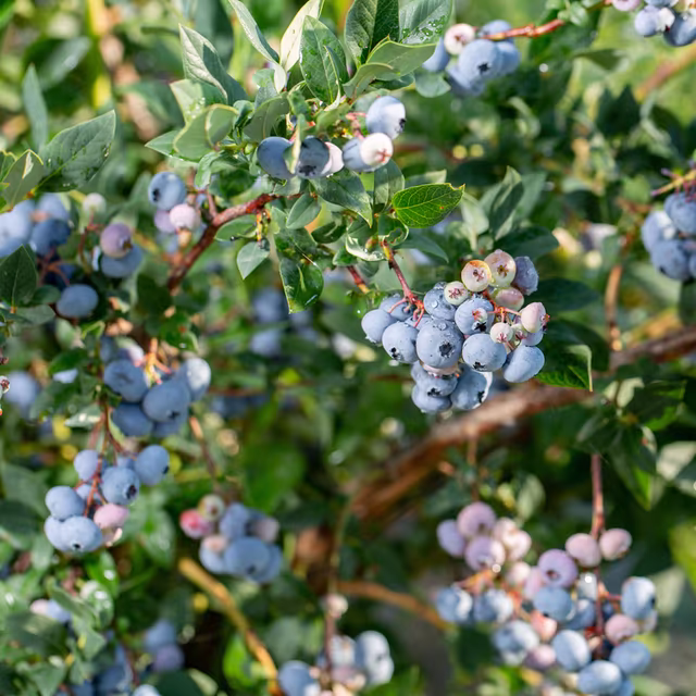 Blueberries