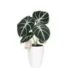 Green plants in pot
