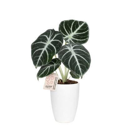 Green plants in pot