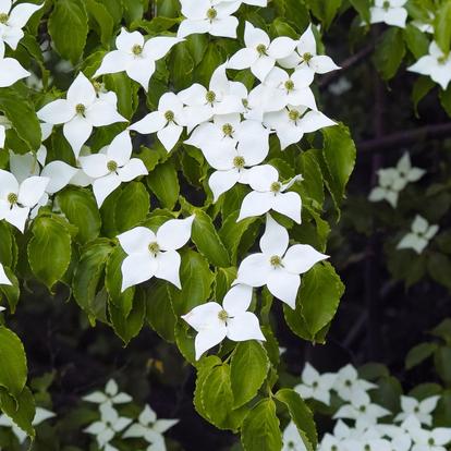 Ornamental shrubs