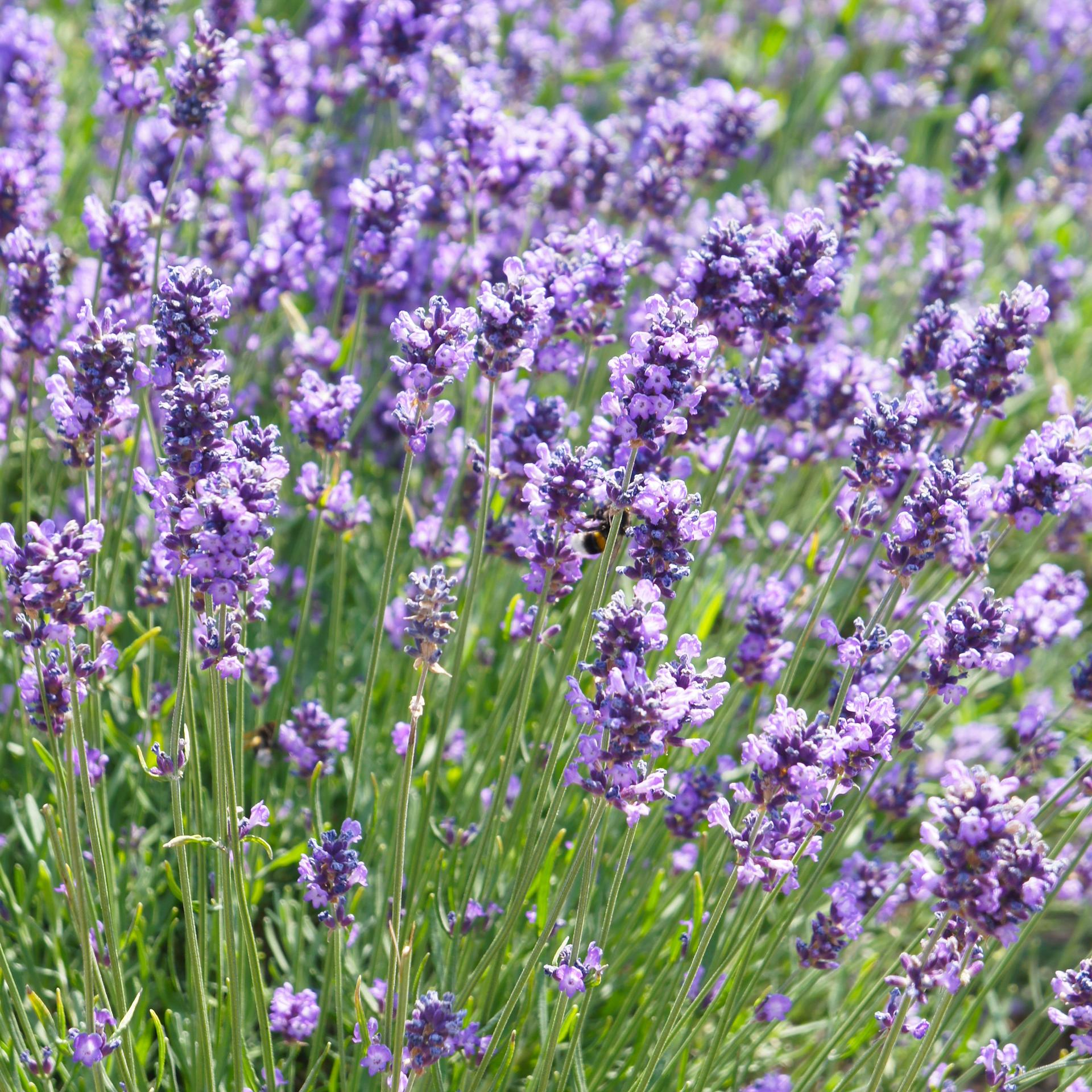 Lavendel