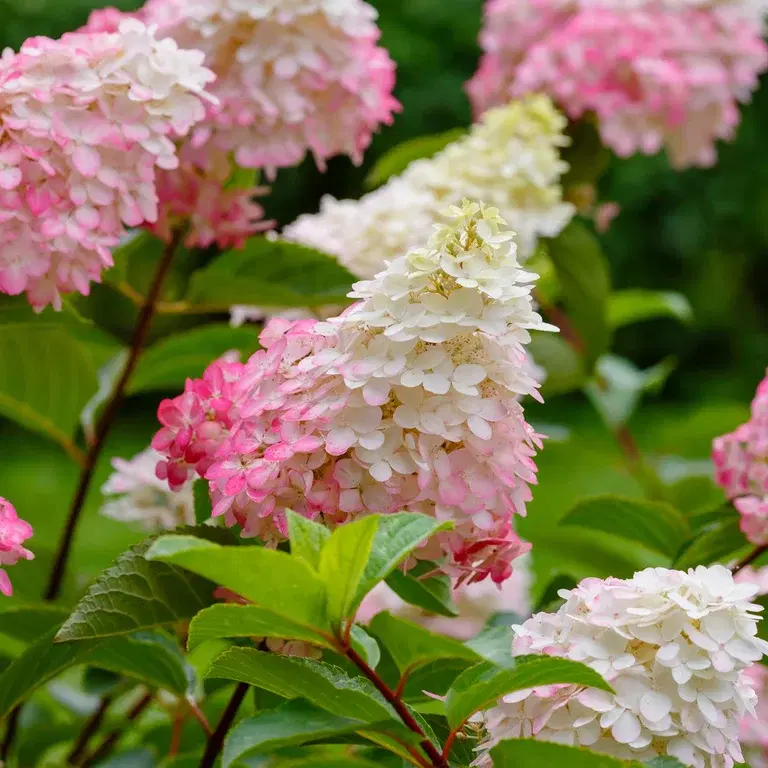 Vipphortensia – plantering och skötsel